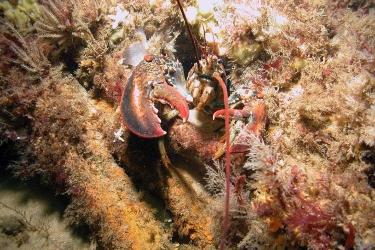 750x500_lobster_credit from Matthew Lawrence.jpg