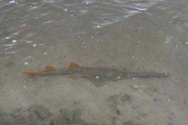 750x500_sawfish_inwater_PCLab.jpg