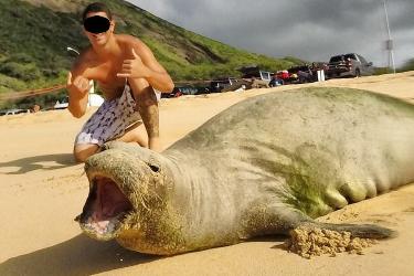 Monk seal on a beach with its mouth wide open while a man kneels nearby posing with shakas. 