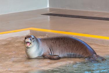 750x500MeleAfterRehabKeKaiOle.jpg Hawaiian monk seal sitting on tan-colored floor with mouth open while looking at camera.