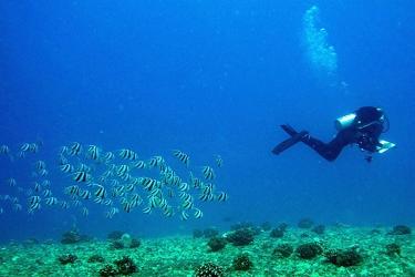 750x536-survey-diver-with-penant-fish-med-NOAA-PIFSC.jpg