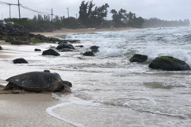A sea turtle with a satellite tag attached to its shell, heading back into the water from the sand. 