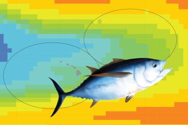 Bigeye tuna graphic superimposed on top of a colorful thermal map.