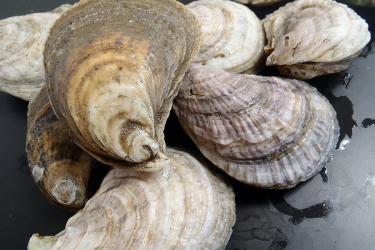 Pile of oysters.