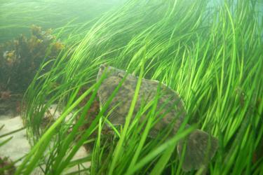 Dark olive green, mottled winter flounder resting on green eelgrass and sandy floor.