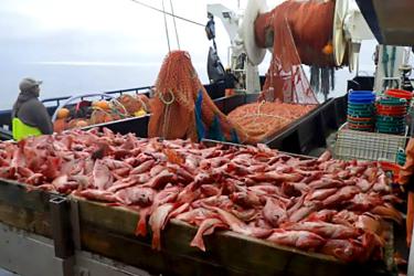 Pile of rockfish in a bin on a boat