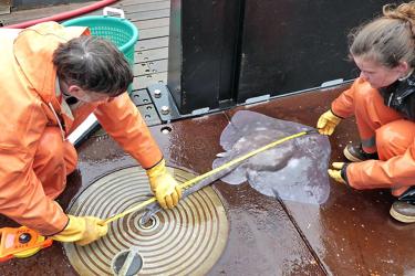 Two scientists in orange suits measuring a skate on a boat