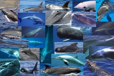 Collage image of many species of cetaceans and whales. 