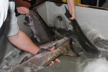 adult salmon photo NWFSC.jpg
