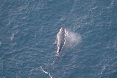 Aerial view of whale swimming in water 