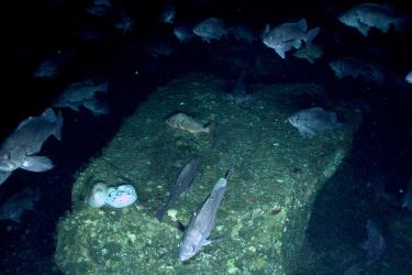 AFSC-Rock_Coral_Sponge-Article (1).jpg