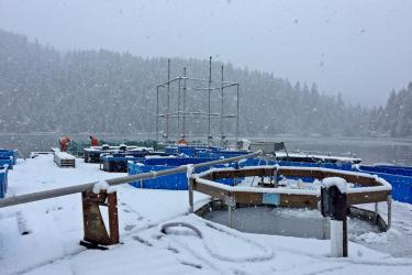 AFSC_Salmon_Tag_Setup_modifications (3).jpeg