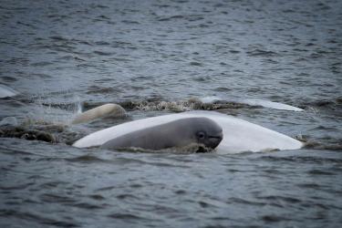 Baby whale calf in front of an adult whale