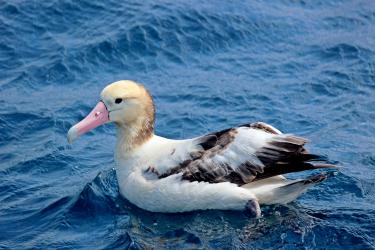 Alaska_Longline_Survey-Post6-1.jpg