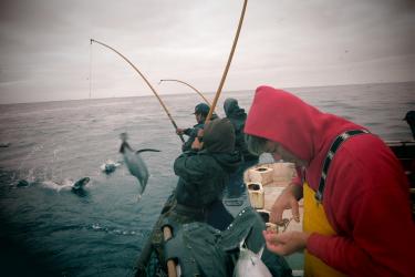 4000x3000-Albacore Tagging-2012-Helena AryafarJPG