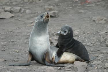 Antarctic fur seal pup with mother_NOAA AERD (M. Goebel).JPG