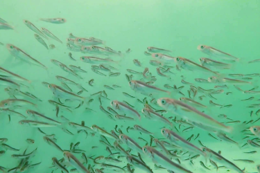 aquaculture sablefish nwfsc.png