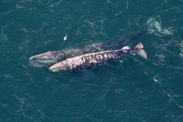 Two whales swimming in the ocean 