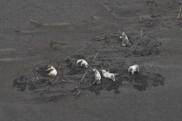 Aerial view of bears rolling around in the dirt