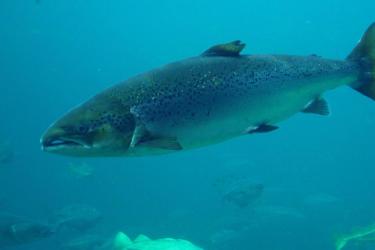 atl_salmon_recovery_qa.jpg