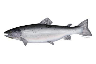 atlantic_salmon_illustration.jpg
