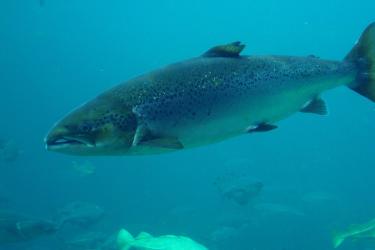 atlanticsalmon_feature01.jpg