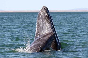automatic_whale_detector_version2.0.jpg
