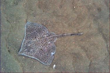 barndoor_skate_habcam.jpg