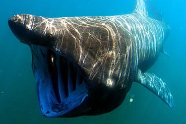 Basking Shark_750x500.jpg