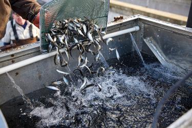 Fish in a net being dumped into a holding tank