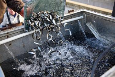 Fish in a net being dumped into a holding tank