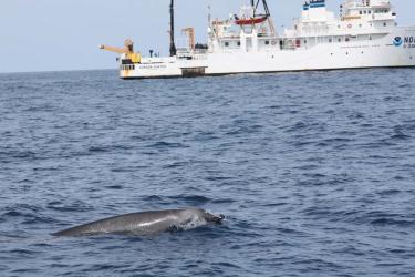 Beaked whale in the foreground, NOAA white boat in the background