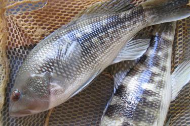 black-seabass.jpg