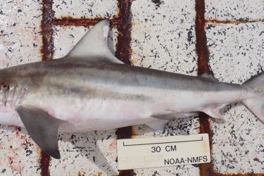 blacktip shark.jpg