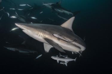 Shark And Remora Fish