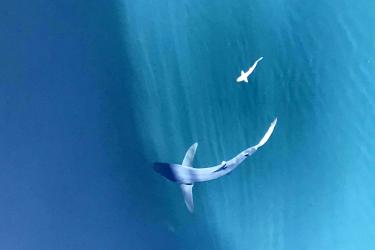 Blue Shark-1.jpg