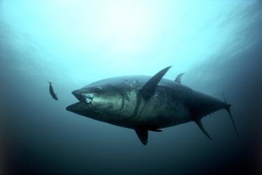 Bluefin Tuna Strike.jpg