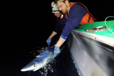blueshark-tagging-MelanieHutchinson-Mark.Royer.png