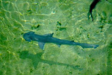 bonnethead.jpg