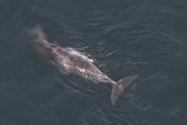 Bowhead whale facing toward the top left, feeding at the surface. 