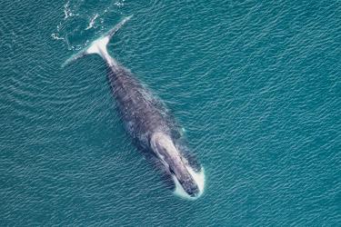 Aerial view of a whale swimming in water