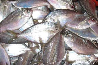 Basket of silvery butterfish