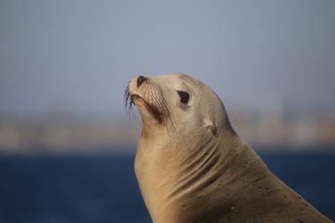 Medium close up of California sea lion side profile. Brown seal with dark brown or black whiskers and eyes looking up. 