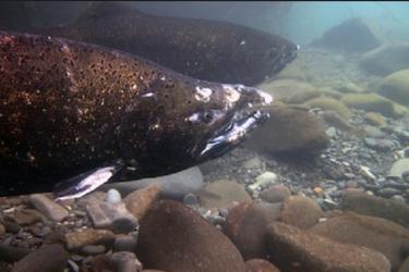 Chinook salmon. Credit: NWFSC/John McMillan