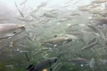 Chinook salmon
