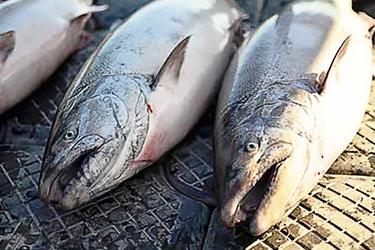 Caught fish lined up on a table