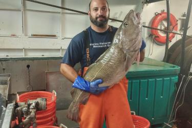 Chris Sarro holding a large fish on board one of the study fleet vessels.
