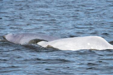 Two whales in water