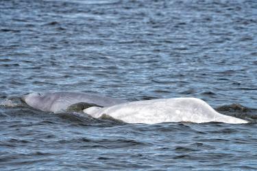 Two whales swimming in the water 