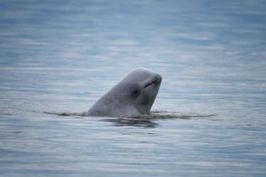 Baby whale poking its head out of the water 